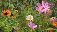 květiny wild-flowers-3592934 1280